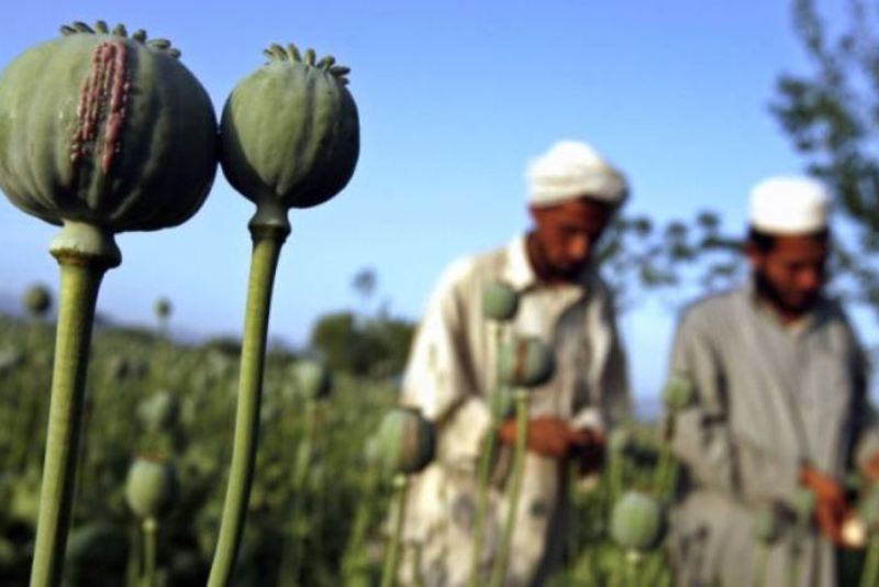 نقش آمریکا و گروههای تروریستی در تولید مواد مخدر در