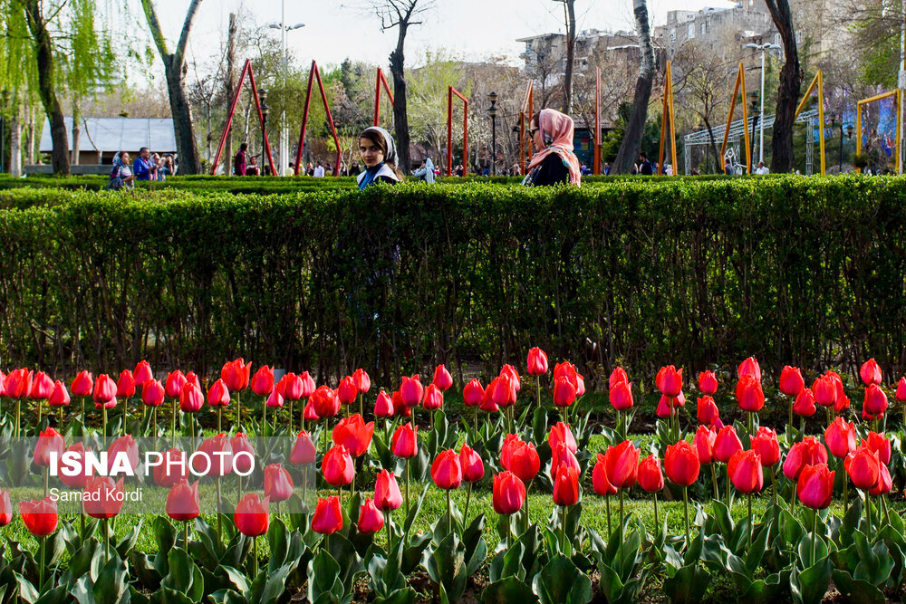 تصاویری از جشنواره لاله های البرز تصاویری از جشنواره لاله های البرز