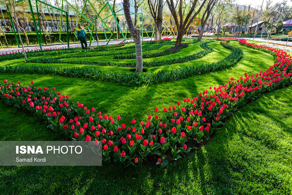 تصاویری از جشنواره لاله های البرز تصاویری از جشنواره لاله های البرز