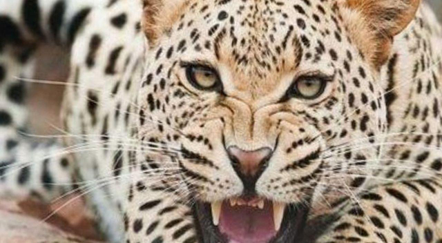 بازگشت پلنگ تندوره به بهشت پلنگهای ایرانی بازگشت پلنگ تندوره به بهشت پلنگهای ایرانی