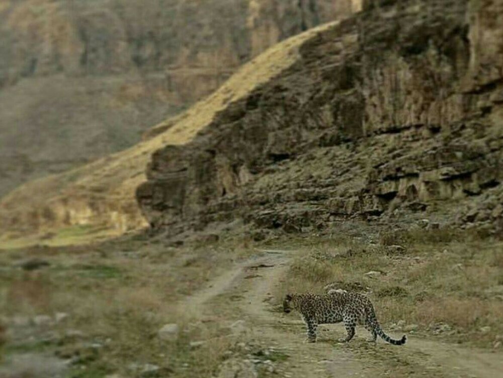پلنگ تندوره رهاسازی شد