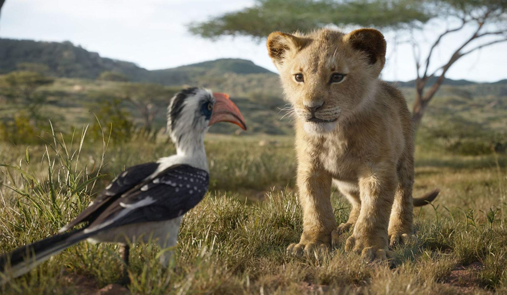 شیر شاه تصاویر جدید انیمیشن محبوب شیر شاه منتشر شد////////////////////////////دوشنبه