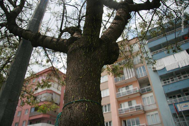 ترکیه در محاصره کرم های سبز رنگ! +تصاویر
