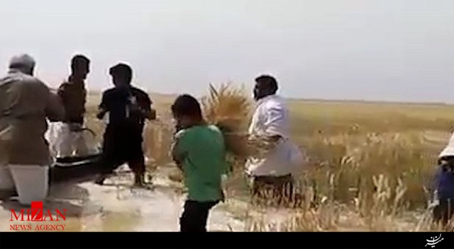 تصاویری از برداشت گندم از مزارع پرآب خوزستان تصاویری از برداشت گندم از مزارع پرآب خوزستان