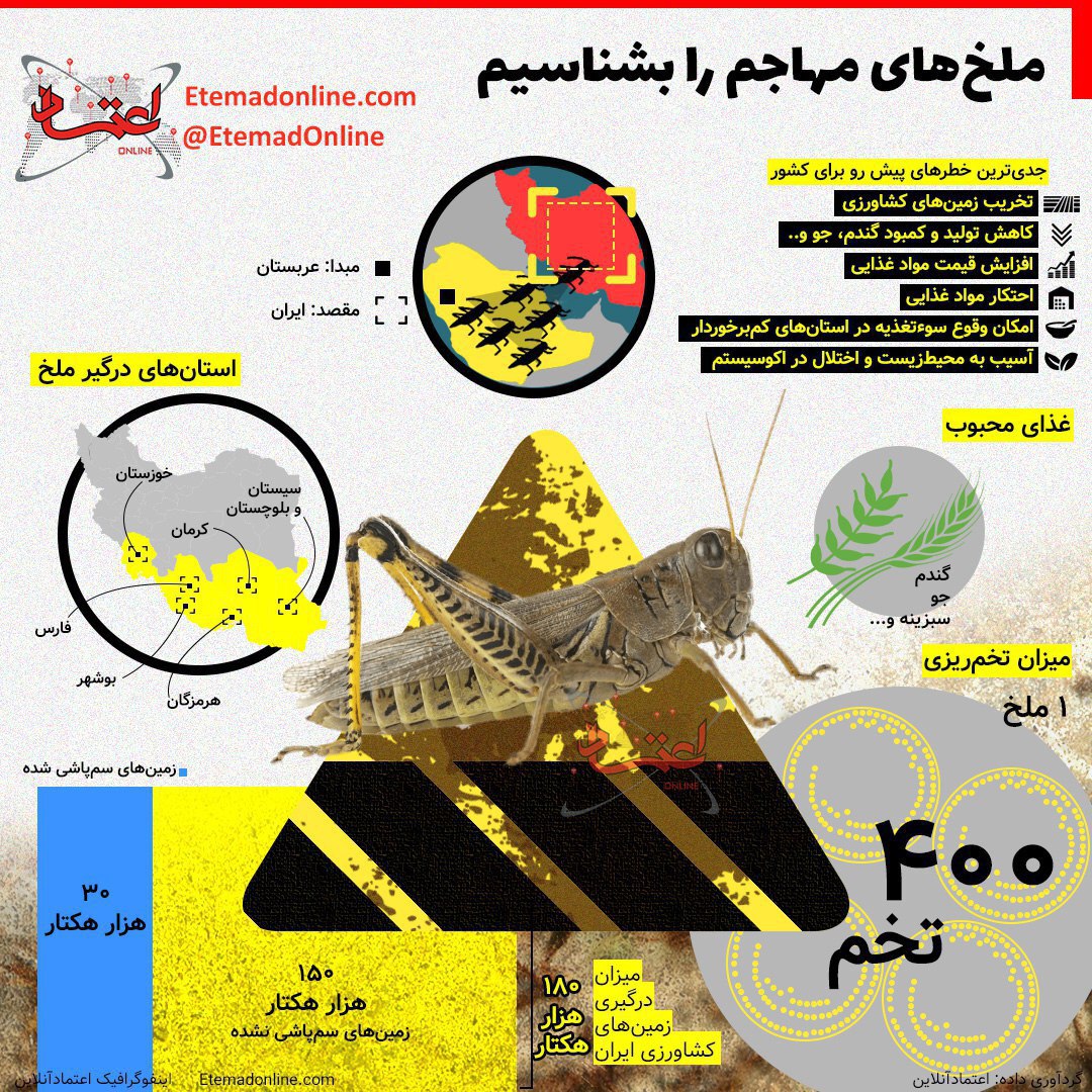 از ملخهای مهاجم چه می دانید؟! +اینفوگرافی از ملخهای مهاجم چه می دانید؟! +اینفوگرافی