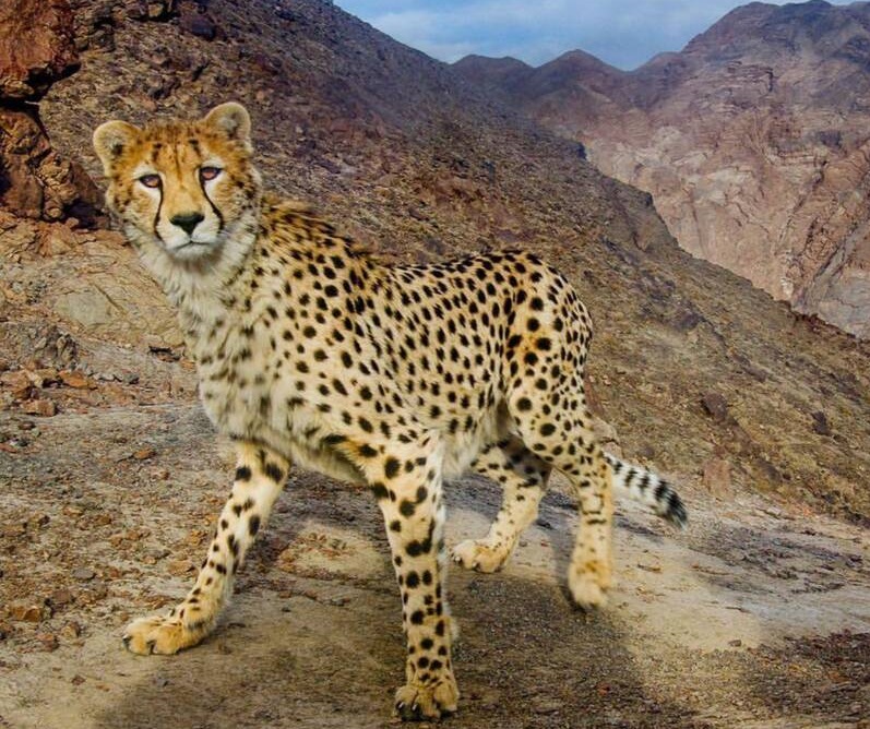 عکسی از یوزپلنگ آسیایی در ایران