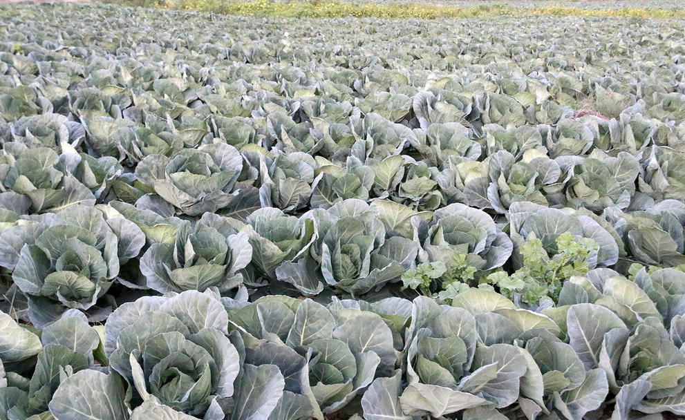 برداشت گندم در خوزستان/ ماجرای تمام‌نشدنی آق‌قلا و سیل/ مبارزه با ملخ‌های صحرایی با هواپیمای سمپاش