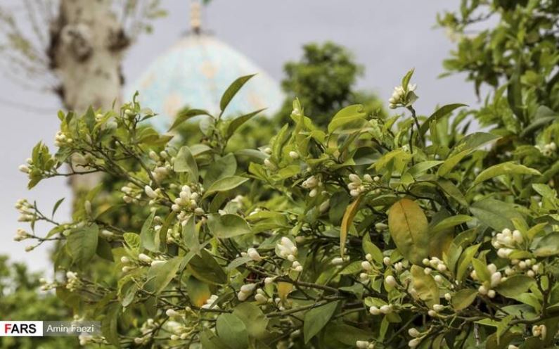 عطر شکوفه‌های زیبای بهار نارنج در شیراز +تصاویر