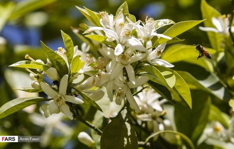 عطر شکوفه‌های زیبای بهار نارنج در شیراز +تصاویر