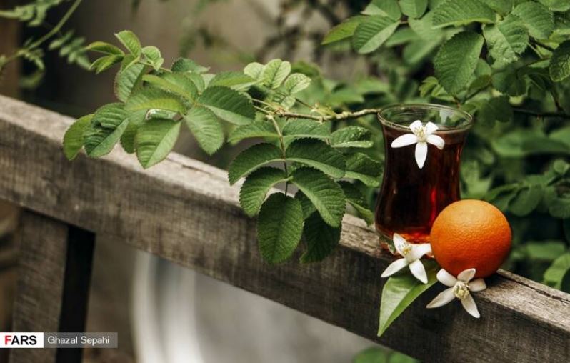 عطر شکوفه‌های زیبای بهار نارنج در شیراز +تصاویر