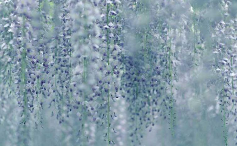 نمای تماشایی گلهای گلیسین در بهار +تصاویر نمای تماشایی گلهای گلیسین در بهار +تصاویر