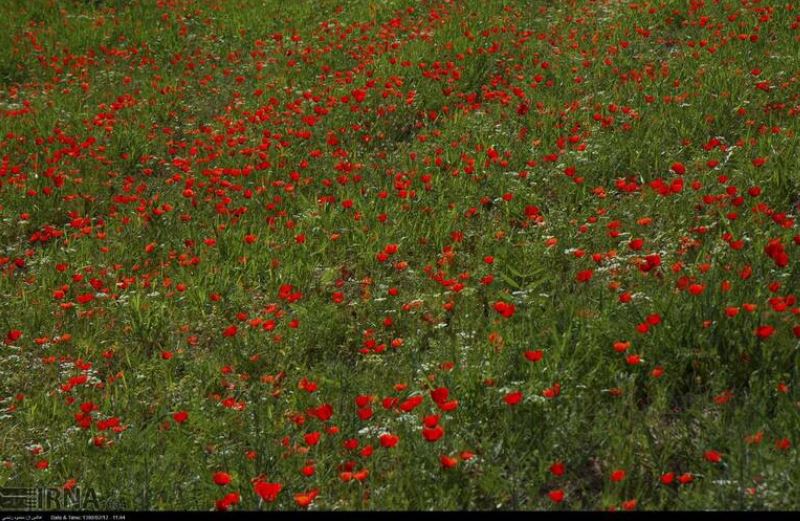 حال و هوای اردیبهشت در دشت شقایق +تصاویر حال و هوای اردیبهشت در دشت شقایق +تصاویر