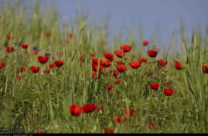 حال و هوای اردیبهشت در دشت شقایق +تصاویر حال و هوای اردیبهشت در دشت شقایق +تصاویر