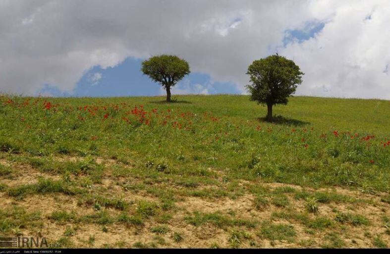 حال و هوای اردیبهشت در دشت شقایق +تصاویر حال و هوای اردیبهشت در دشت شقایق +تصاویر