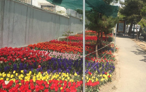گل لاله در استان‌های کشور خودنمایی می‌کند
