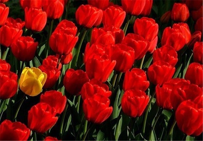 گل لاله در استان‌های کشور خودنمایی می‌کند