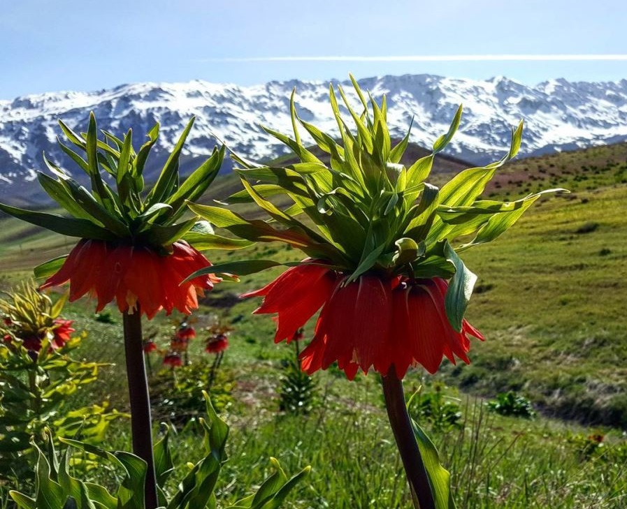 گل لاله در استان‌های کشور خودنمایی می‌کند