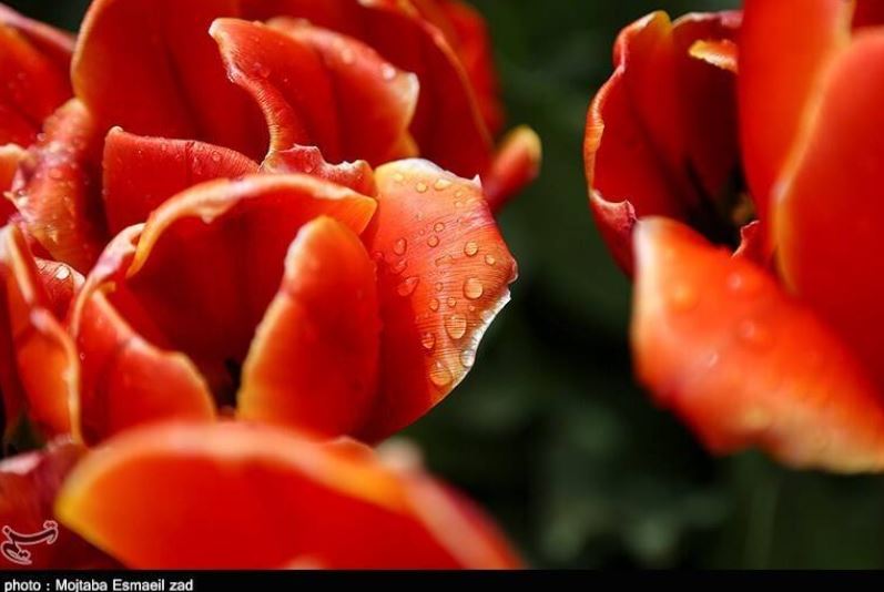 تصاویری از جشنواره گل و گیاه در ارومیه