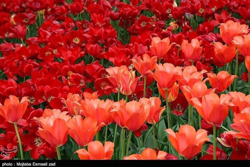 تصاویری از جشنواره گل و گیاه در ارومیه