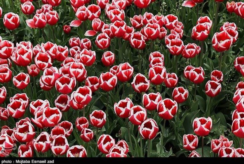 تصاویری از جشنواره گل و گیاه در ارومیه