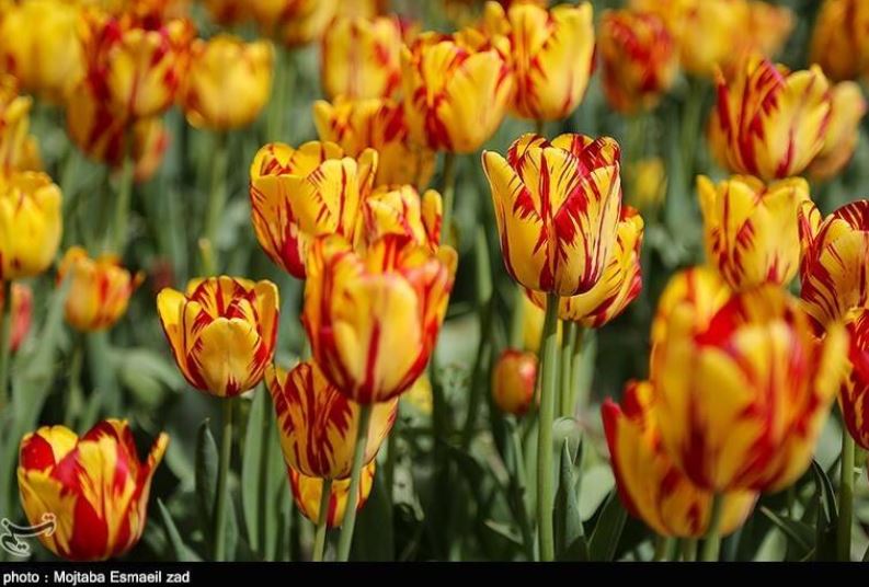 تصاویری از جشنواره گل و گیاه در ارومیه