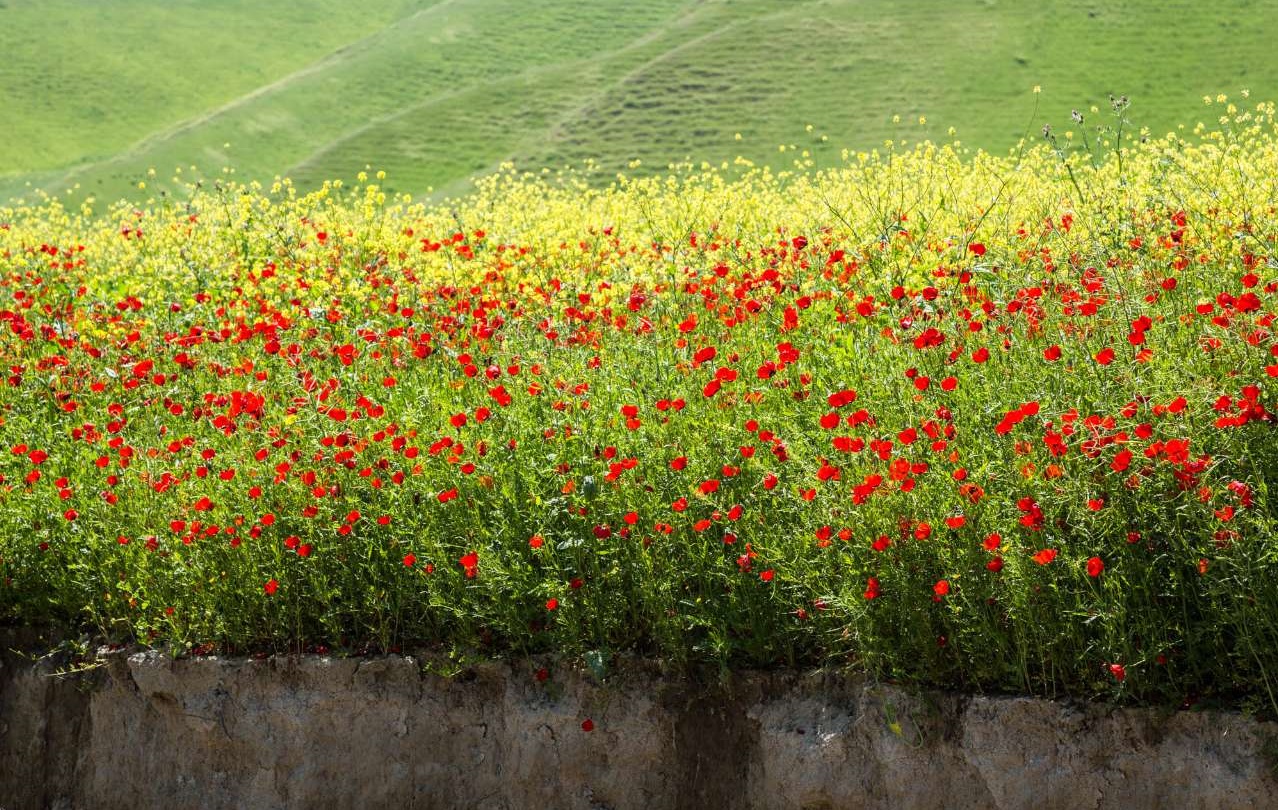 طبیعت بهاری استان گلستان طبیعت بهاری استان گلستان