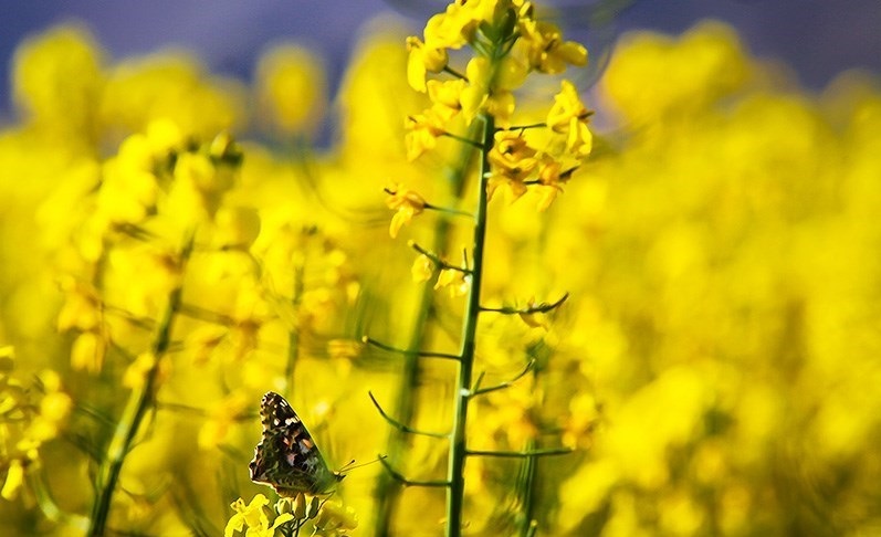 بندر انزلی/ مزارع کلزا در خراسان شمالی/ویلاسازی در روستاهای آستارا بندر انزلی/ مزارع کلزا در خراسان شمالی/ویلاسازی در روستاهای آستارا