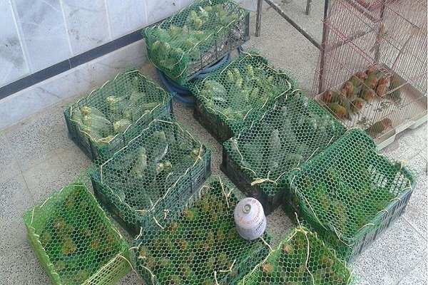کشف ۸۴۰ قطعه پرنده قاچاق در سیستان و بلوچستان