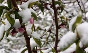 ۱۰ هزار میلیارد تومان برآورد خسارت اولیه سرمازدگی به زراعت و باغات