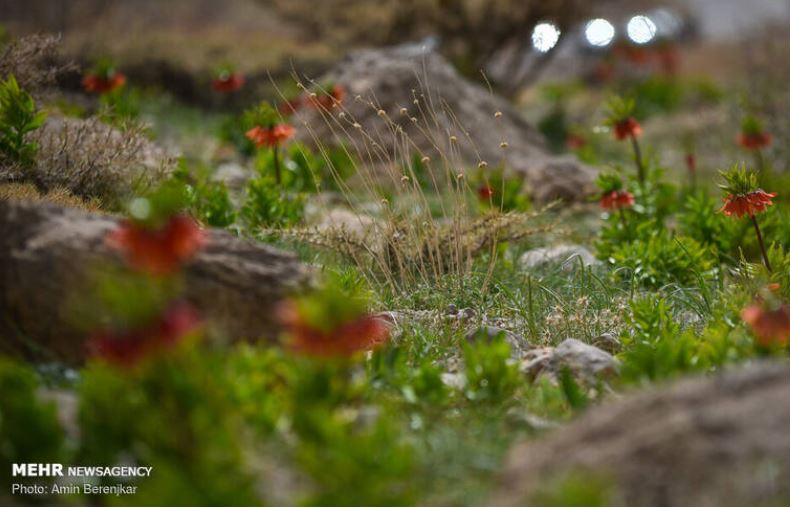 لالههای سر به زیر در دشتی سرسبز +تصاویر لالههای سر به زیر در دشتی سرسبز +تصاویر