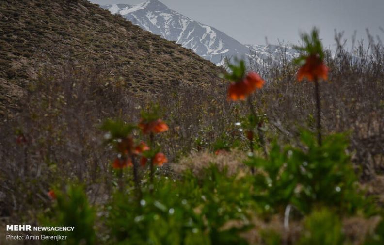 لالههای سر به زیر در دشتی سرسبز +تصاویر لالههای سر به زیر در دشتی سرسبز +تصاویر