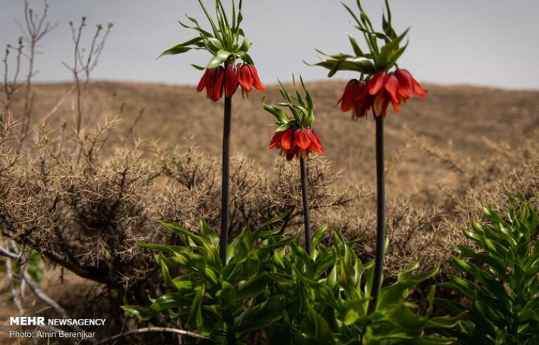 لالههای سر به زیر در دشتی سرسبز +تصاویر لالههای سر به زیر در دشتی سرسبز +تصاویر