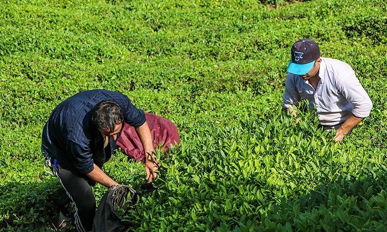 نشاء (کشت برنج) در گیلان/ بازی در کوچههای محله/ ترتیل خوانی درمصلای اردبیل نشاء (کشت برنج) در گیلان/ بازی در کوچههای محله/ ترتیل خوانی درمصلای اردبیل
