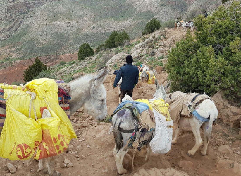 الاغ‌هایی با بار سرب