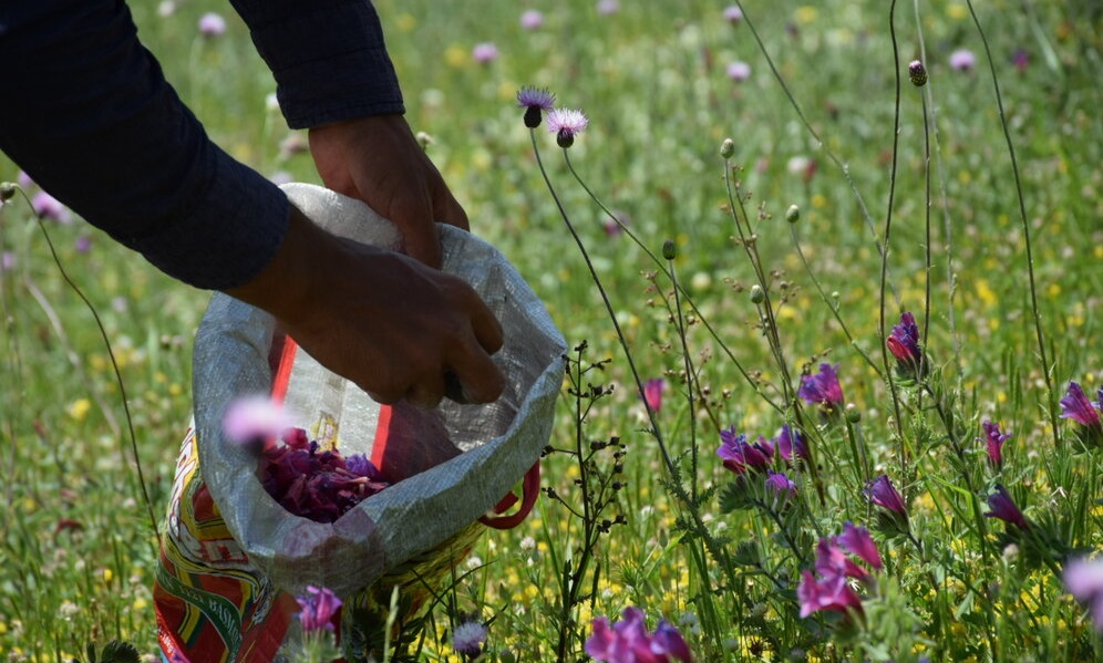 برداشت گل گاو زبان در آستارا