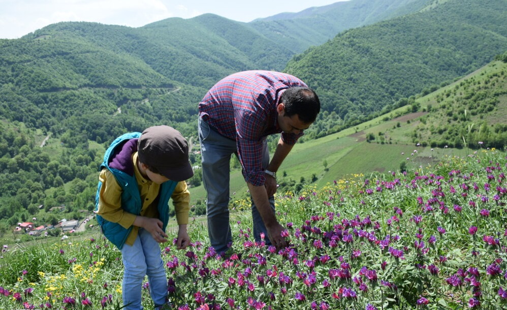 برداشت گل گاو زبان در آستارا