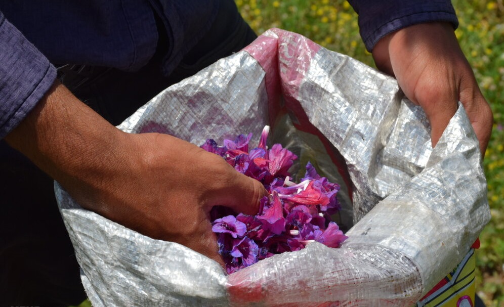 برداشت گل گاو زبان در آستارا