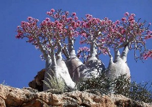 منتظر اتفاقات عجیبی که بزودی رخ می‌دهد باشید