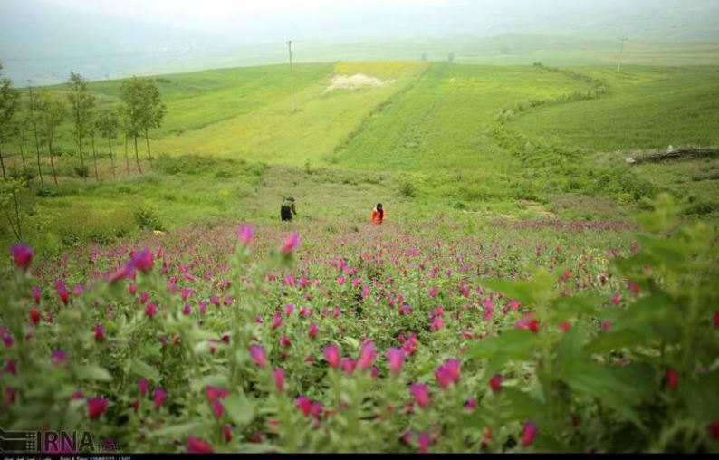 مزرعه زیبای گل گاوزبان +تصاویر
