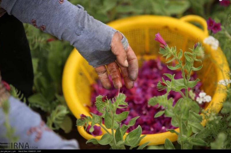 مزرعه زیبای گل گاوزبان +تصاویر