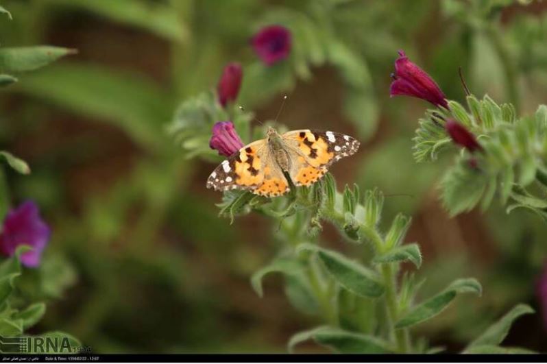 مزرعه زیبای گل گاوزبان +تصاویر