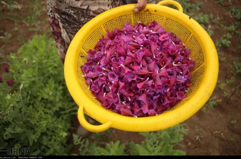 مزرعه زیبای گل گاوزبان +تصاویر