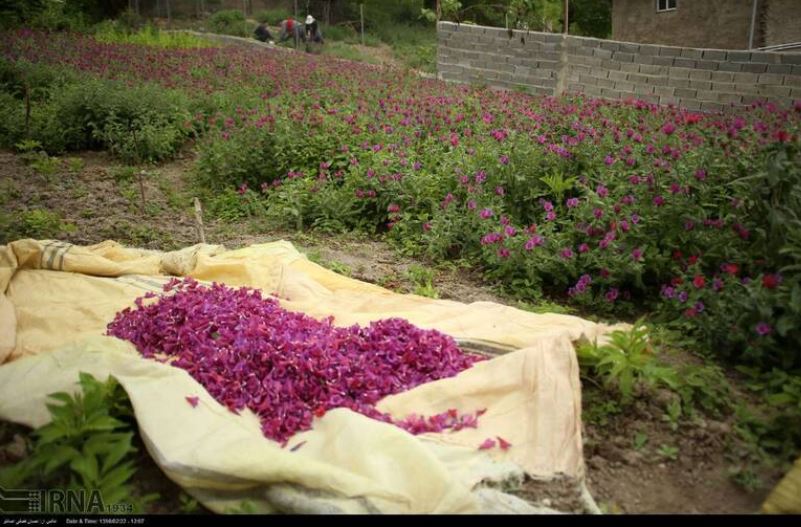 مزرعه زیبای گل گاوزبان +تصاویر