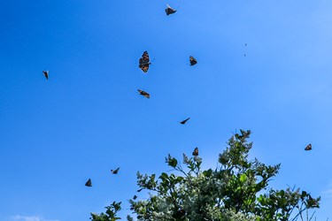 پروانه‌ها در «ورامین»