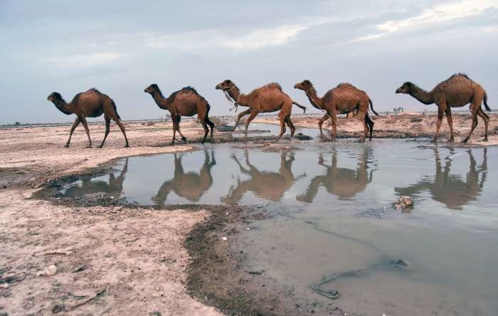 هامون حیات مجدد دریاچه هامون