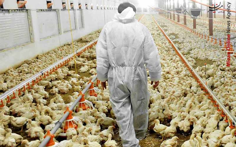 تثبیت اشتغال ۸۵۰ کارگران یکی از بزرگترین زنجیرههای تولید طیور / رونق ۲۲ واحد تولیدی تعطیل و نیمه تعطیل و جلوگیری از بیکار شدن ۳۵۰ کارگر در سال گذشته