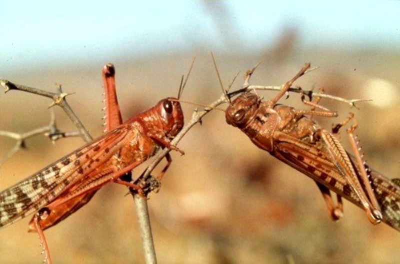 هجوم ملخ‌ها به دشت ورامین