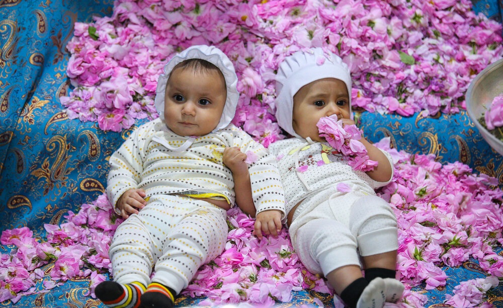 گل دومین جشنواره فرهنگی گلمحمدی استان یزد
