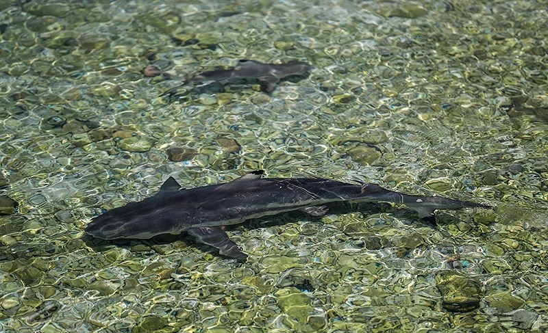کوسه کوسههای بی خطر در سواحل کیش