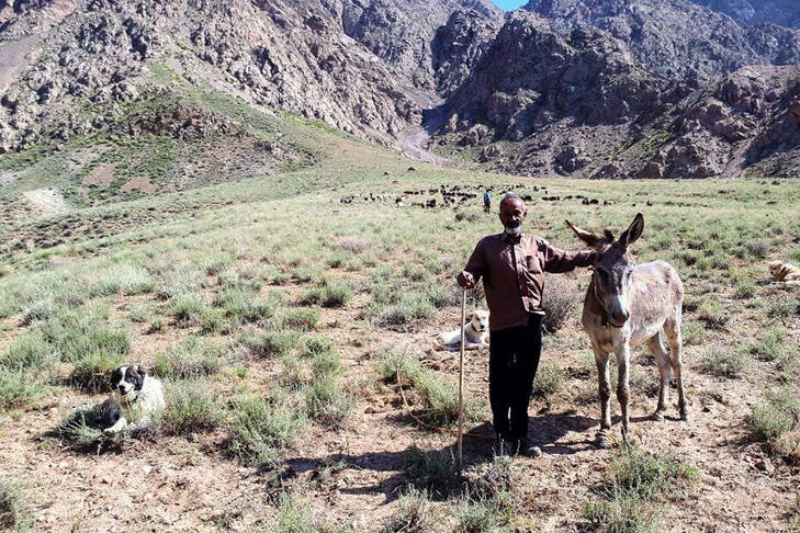 مراسم سنتی پشم چینی گوسفندان